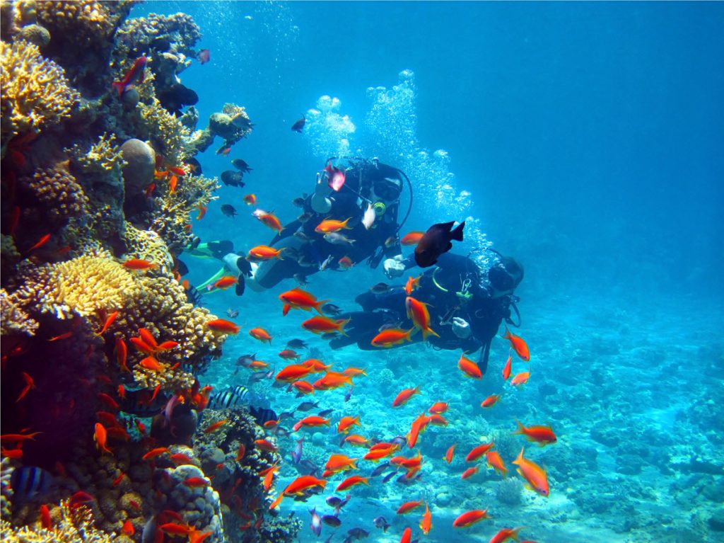 scuba divers approach tropical fish
